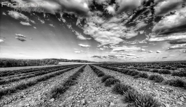 Sunset in the Fields - photo 3