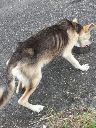 Adopting Another Street Dog
