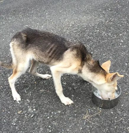 Adopting Another Street Dog - photo 2