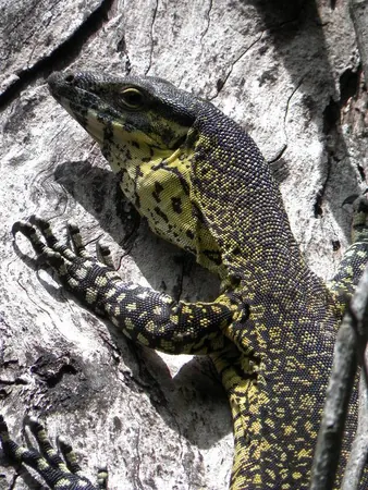 Rainforest Hiking Over Airlie Beach - photo 2