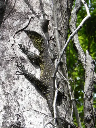 Rainforest Hiking Over Airlie Beach - photo 3