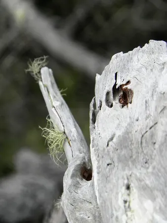 Rainforest Hiking Over Airlie Beach - photo 9
