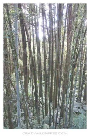Alishan Mountain – Part I
