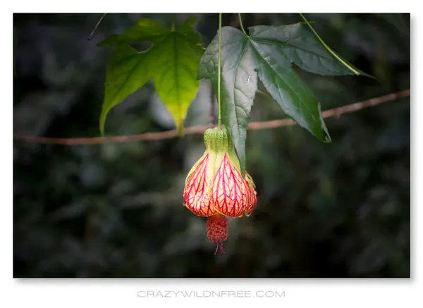 Alishan Mountain – Part I - photo 2