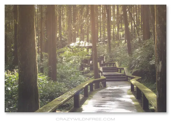 Alishan Mountain – Part I - photo 3