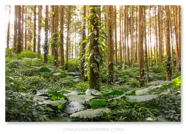 Alishan Mountain – Part I - photo 4