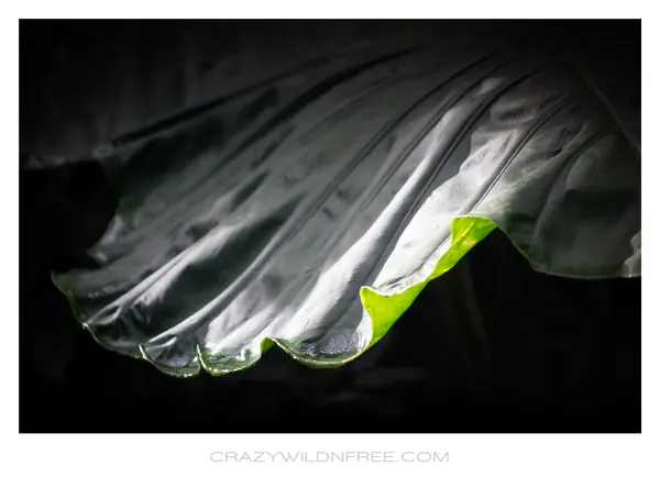 Alishan Mountain – Part II - photo 4