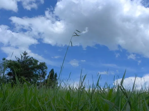 Atherton - photo 6