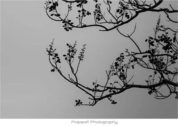 Auckland Black and White – Part II