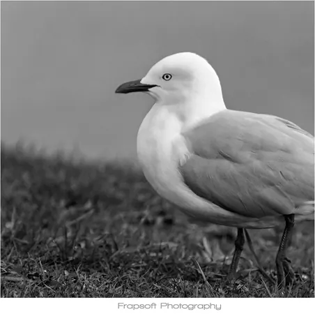Auckland Black and White – Part III - photo 3