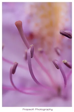 Bumblebee on Flower