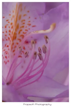 Bumblebee on Flower - photo 2