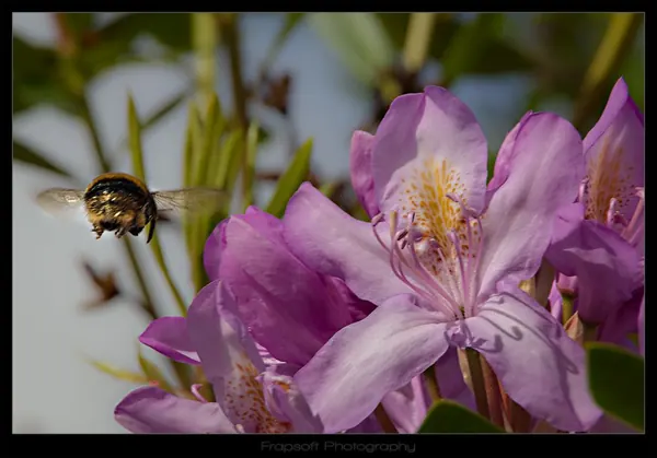Bumblebee on Flower - photo 3
