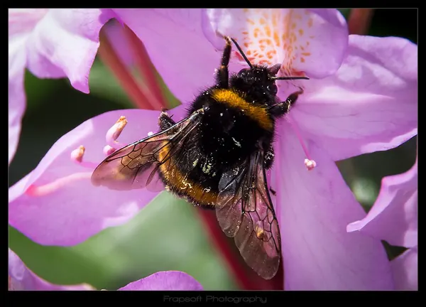 Bumblebee on Flower - photo 4