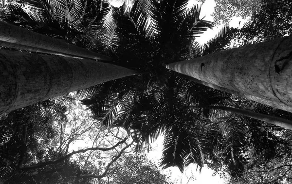 Darwin – Part II - photo 2