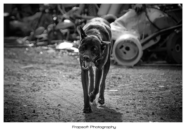 Bonnie in Black and White – Part I - photo 2