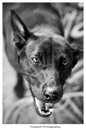 Bonnie in Black and White – Part I - photo 3