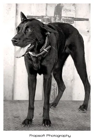 Bonnie in Black and White – Part III