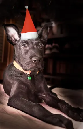 Happy Xmas - photo 3
