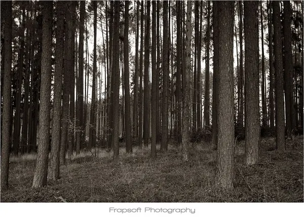 Borovná – Part I - photo 3
