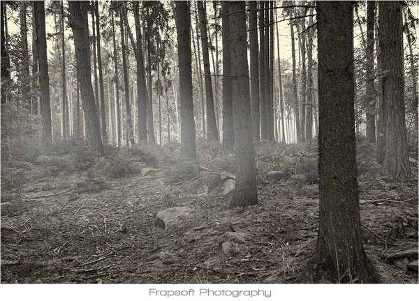 Borovná – Part II - photo 4