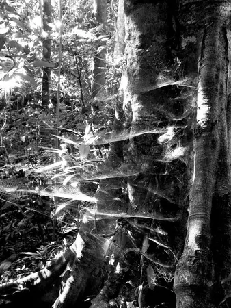 Cairns Jungle Hiking - photo 12