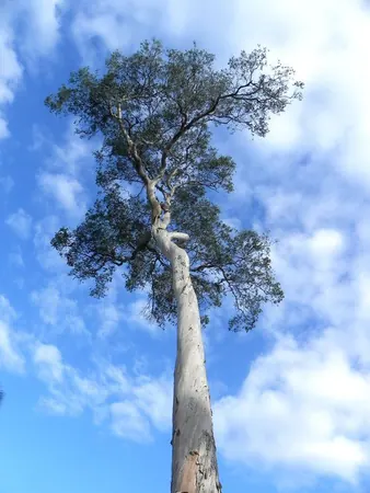 Another Sunny Day in Cairns ... - photo 9