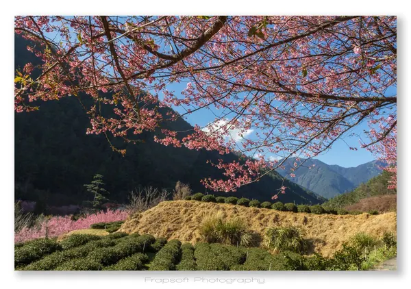 Central Taiwan Mountains – Taoshan – Part II - photo 4