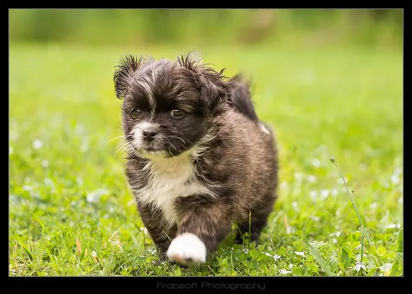 Cute Little Puppy