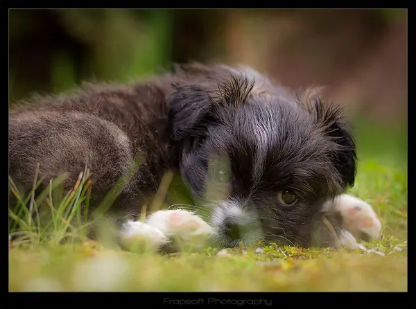 Cute Little Puppy - photo 2