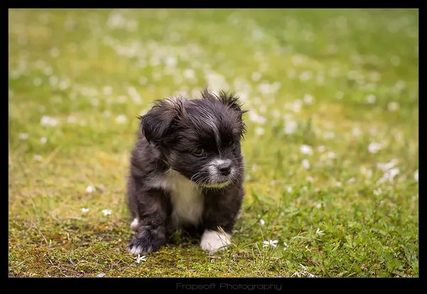 Cute Little Puppy - photo 3