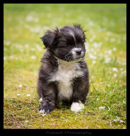 Cute Little Puppy - photo 4