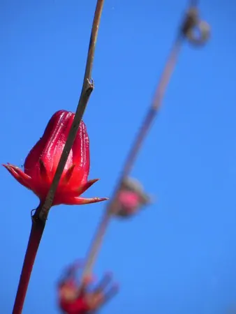 Darwin – Part I - photo 3