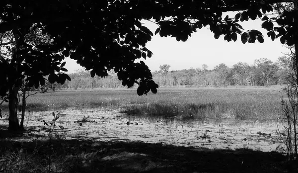 Darwin – Part I - photo 9