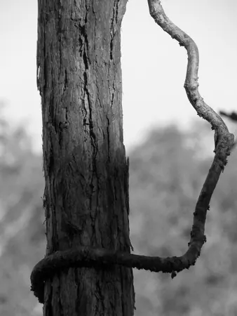 Darwin – Part I - photo 11