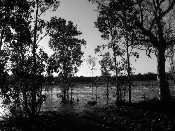 Darwin – Part I - photo 14