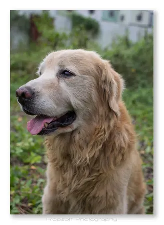 Our Dogs - photo 3
