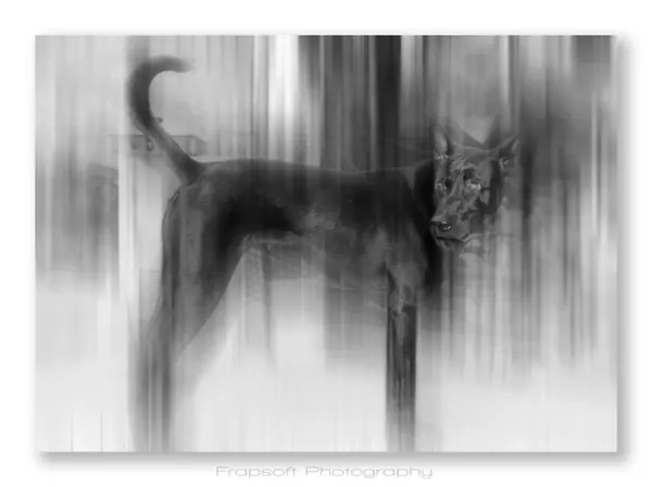 Our Dogs - photo 4