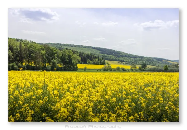 Edelfingen - photo 3