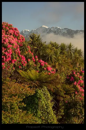 Evening in Franz Josef - photo 2