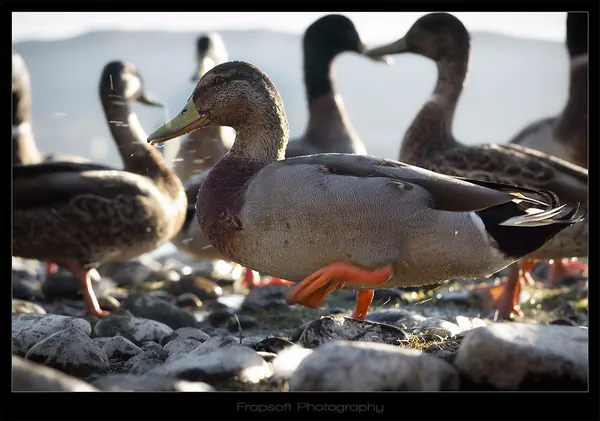 Evening Lake Te Anau – Part I - photo 3
