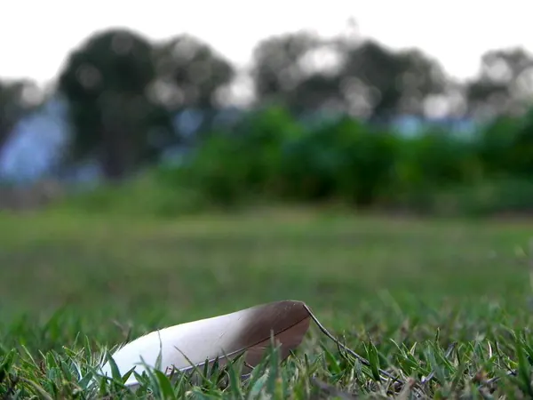 Life and Work on a Farm in the Bush
