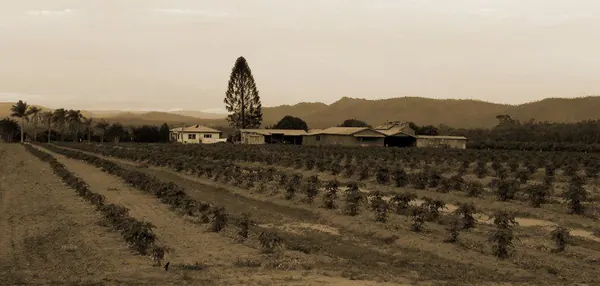 Life and Work on a Farm in the Bush - photo 3