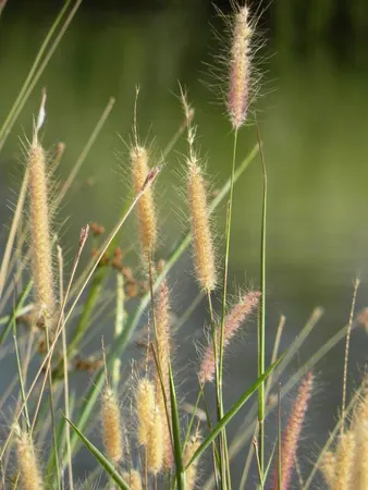 Life in a Farm in the Outback - photo 6