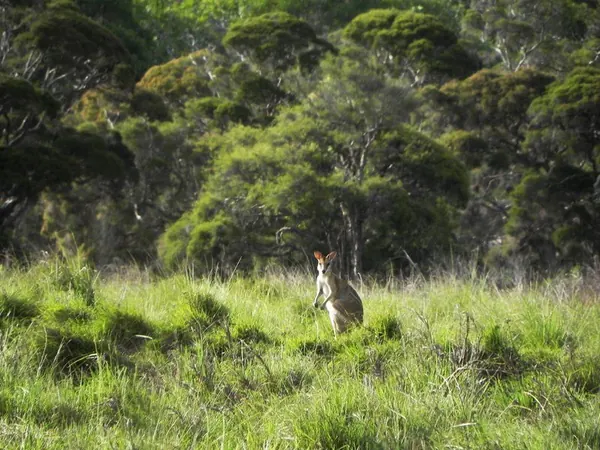 Life in a Farm in the Outback - photo 9