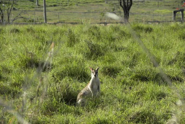Life in a Farm in the Outback - photo 10