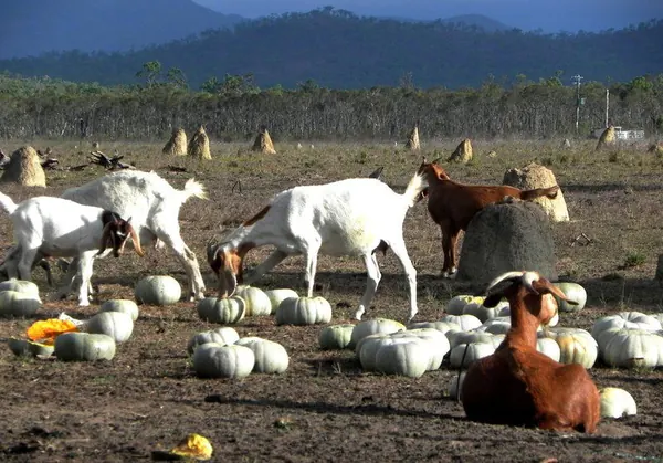 Life in a Farm in the Outback - photo 11