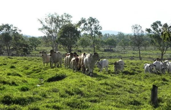Life in a Farm in the Outback - photo 13
