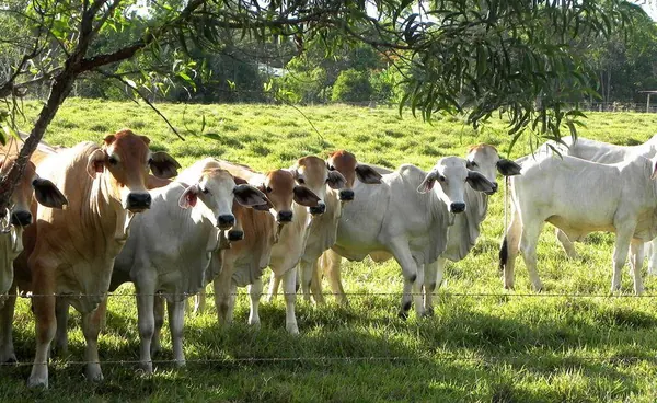 Life in a Farm in the Outback - photo 14