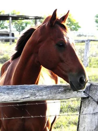 Life in a Farm in the Outback - photo 15